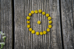 Mandala_Urania_20.9.23-19