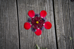 Mandala_Urania_20.9.23-23