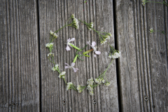 Mandala_Urania_20.9.23-24